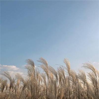 荒野案件最新版下载